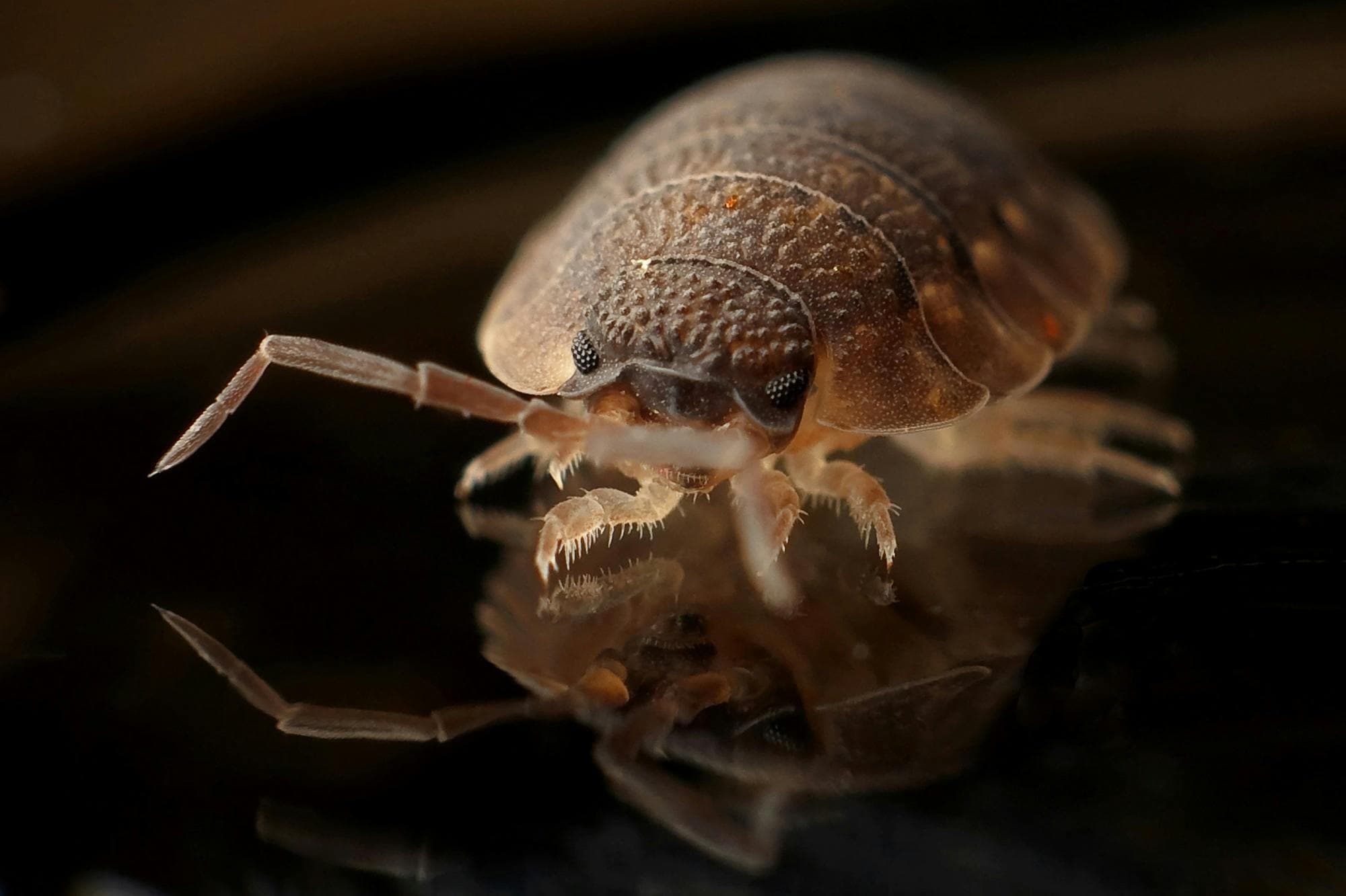 Pest control technician inspecting