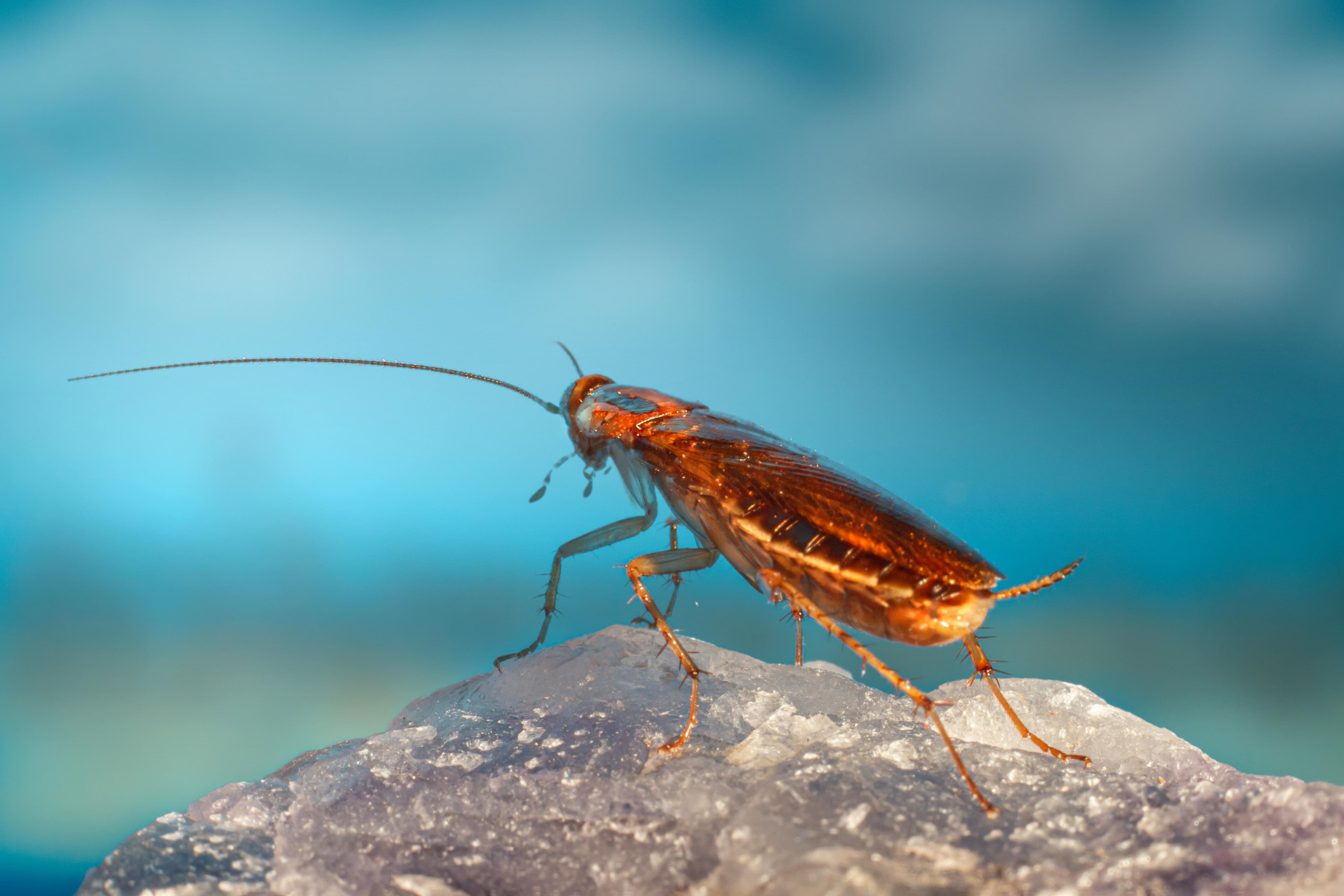 Mosquitoes