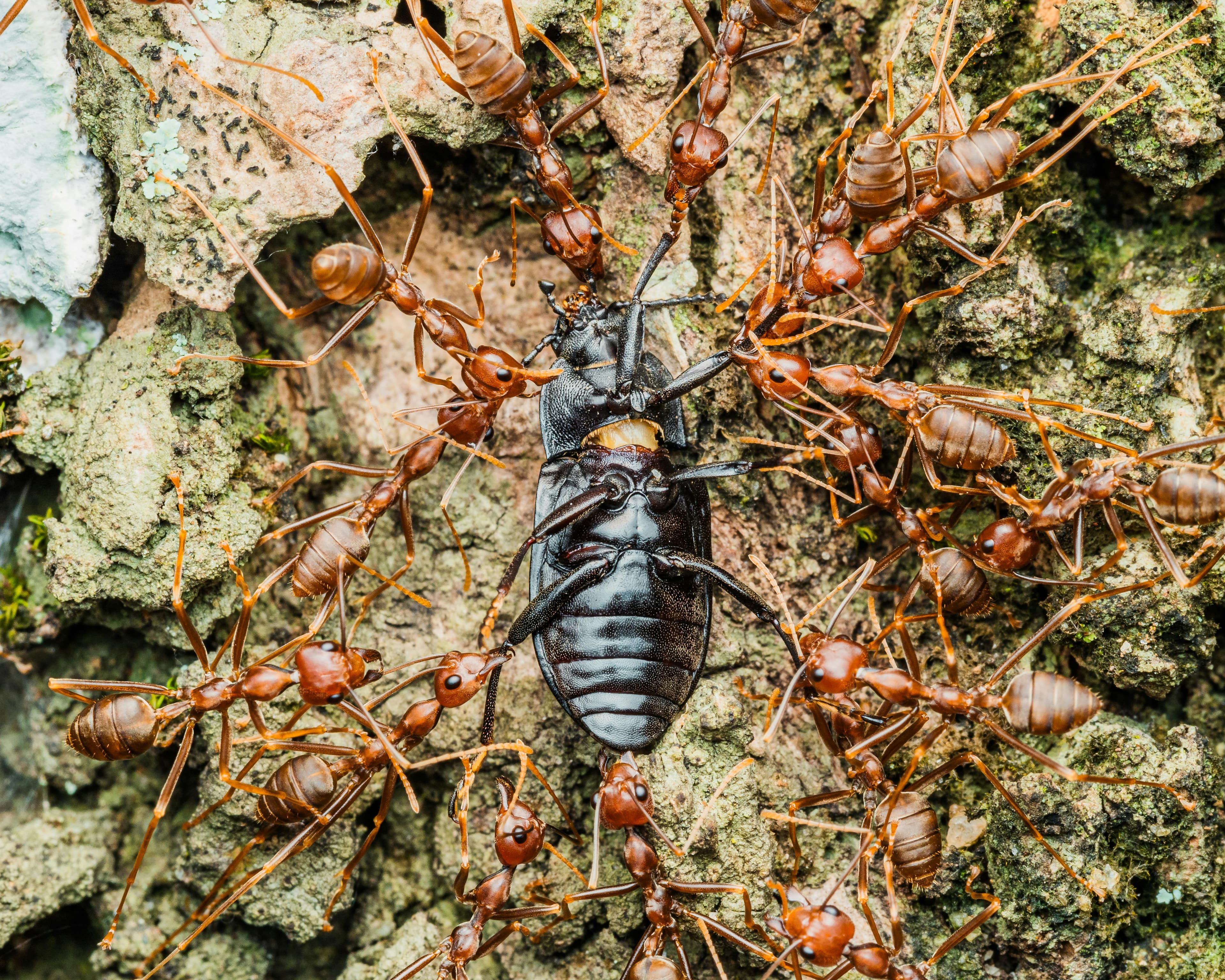 Cockroach & Ant Control